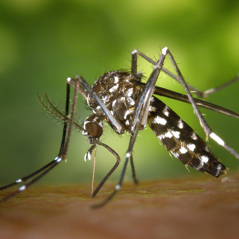4 Best Mosquito Repellent Tips