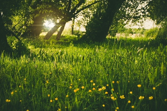 Tick Prevention and Treatments